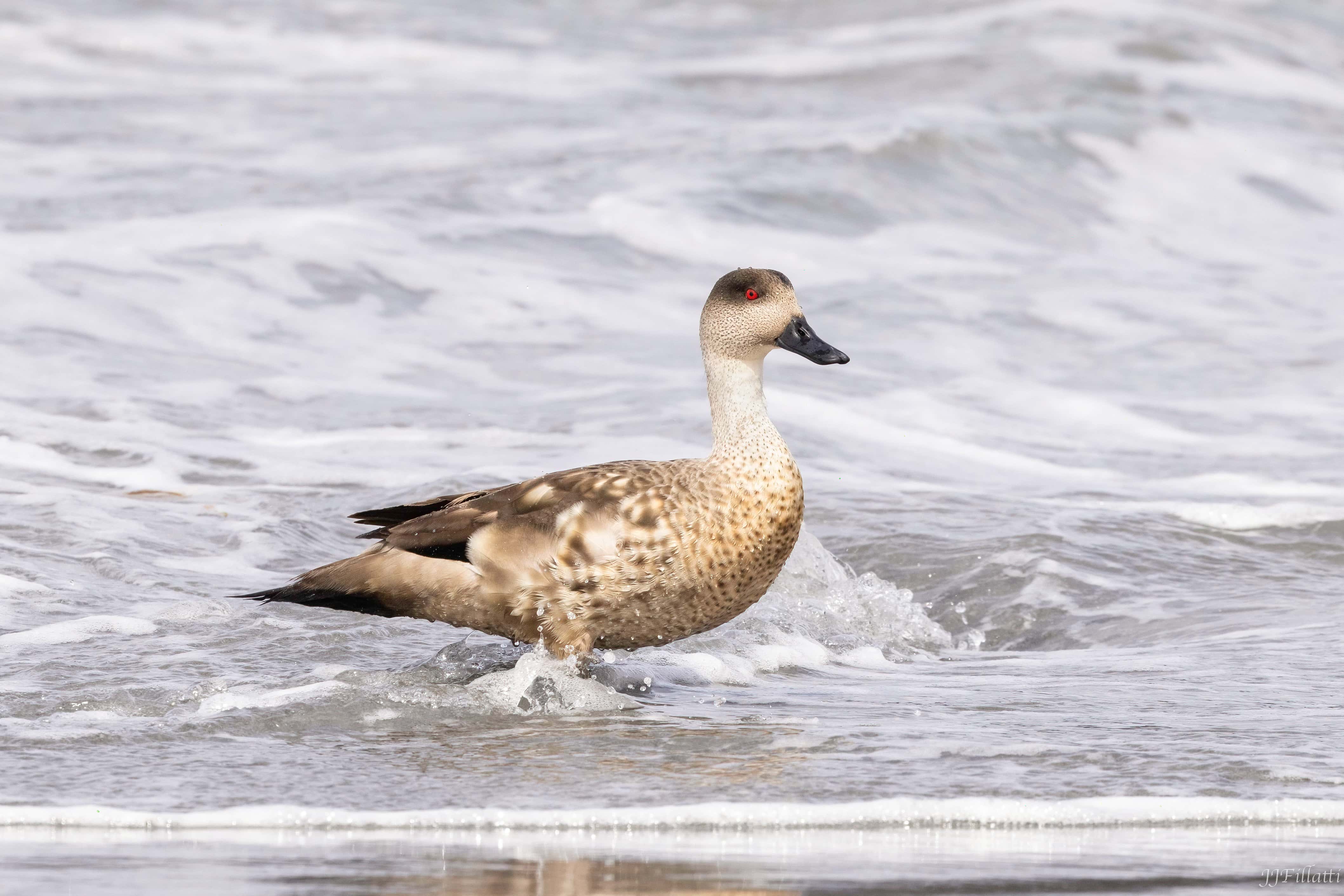 bird of the falklands image 70